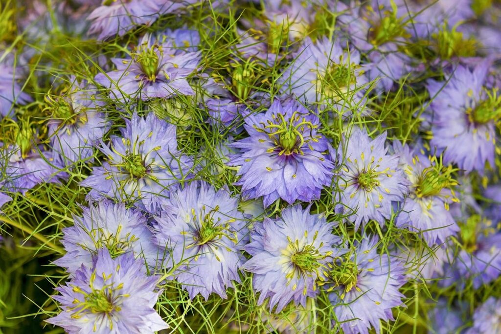 designing a low-maintenance garden