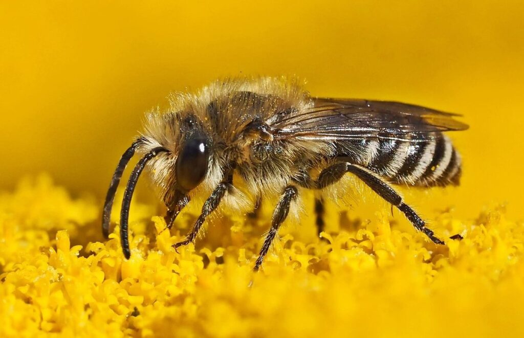 DIY bee hotel