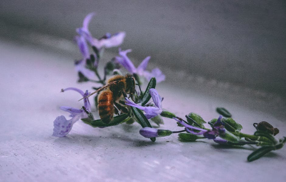 do bees like rosemary