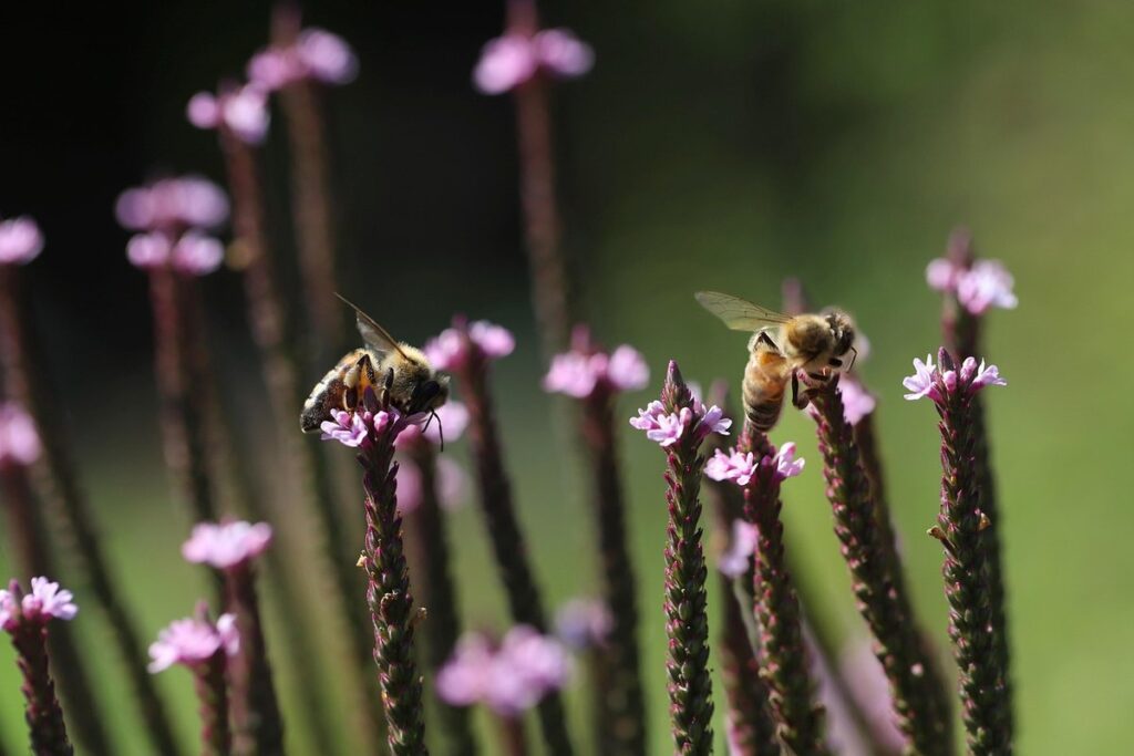 do bees like verbena