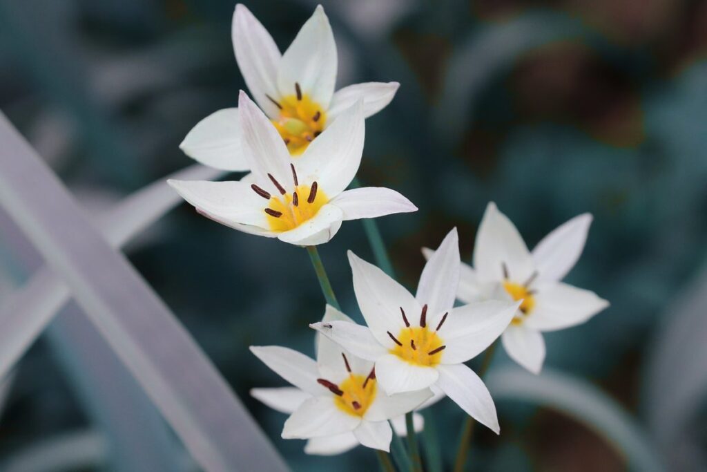 do tulips attract pollinators