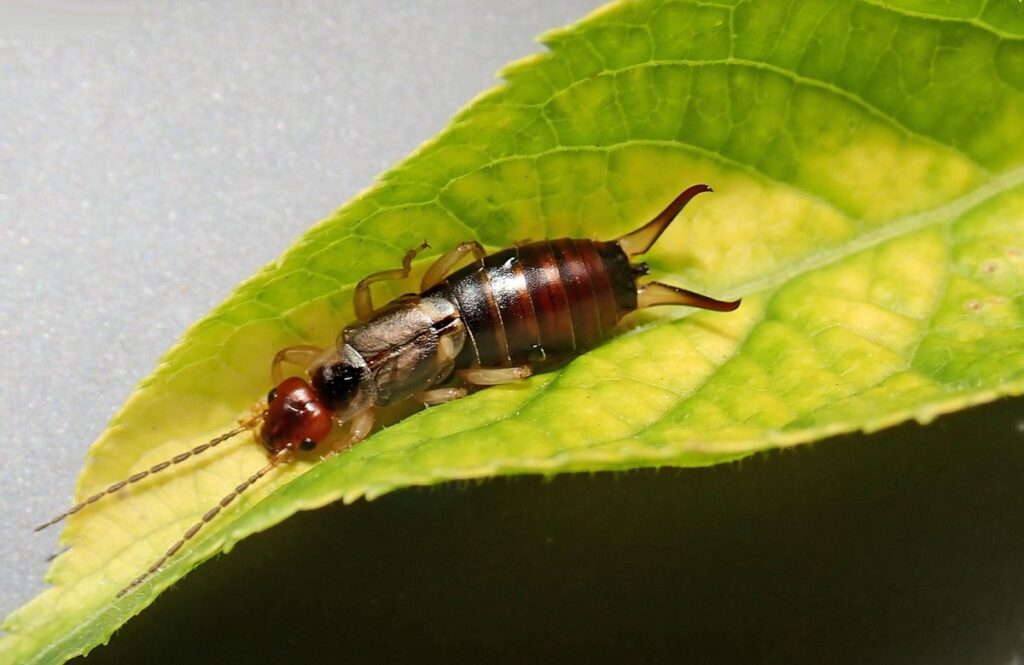 earwig trap soy sauce