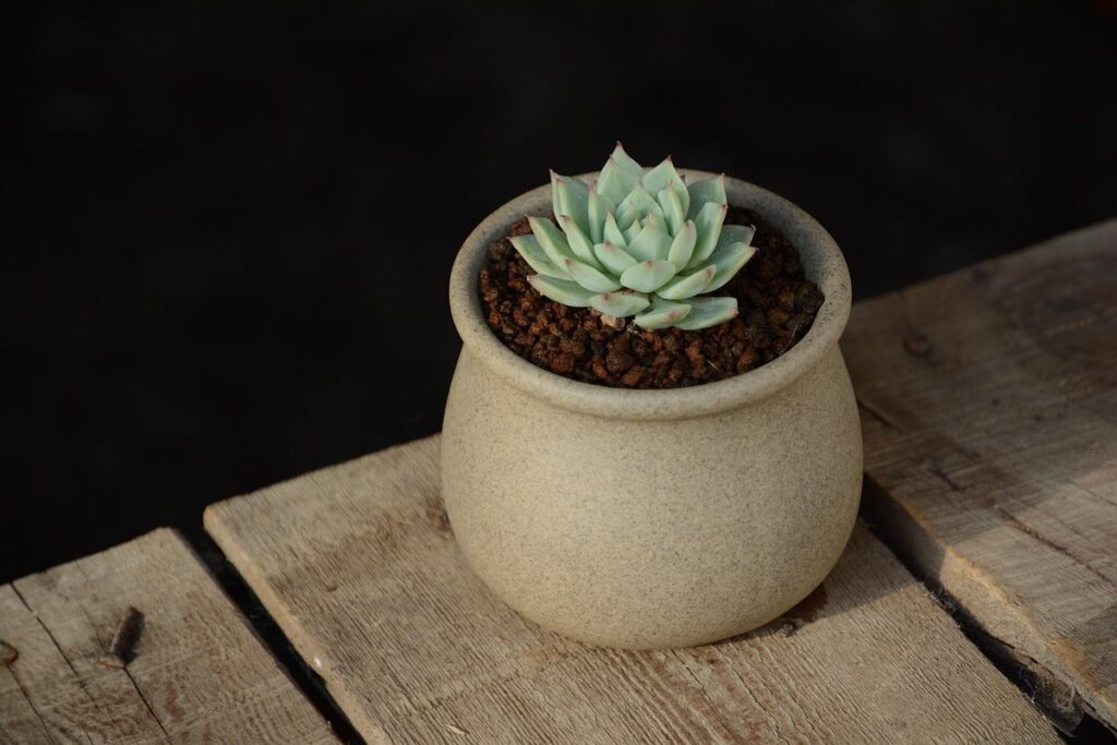 echeveria propagation