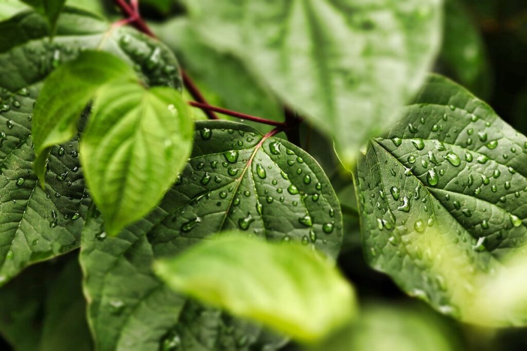 eco-friendly gardening techniques