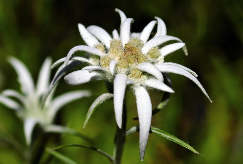 edelweiss flower