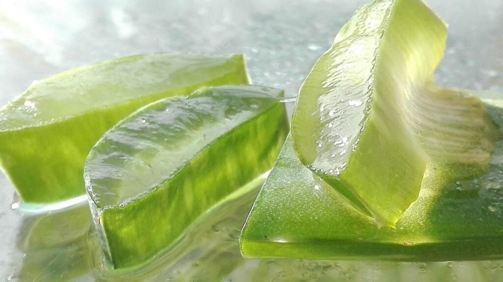 edible aloe vera