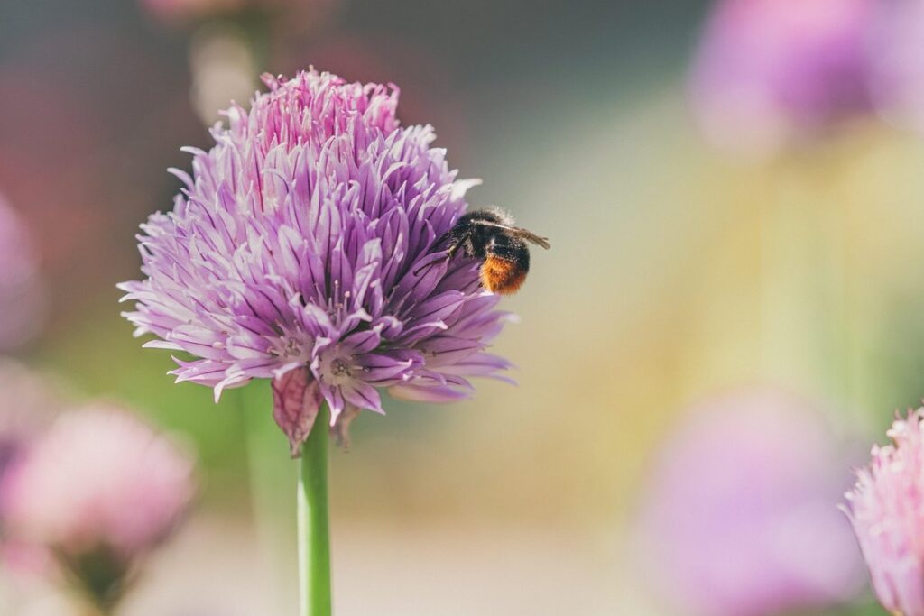 edible chive flowers