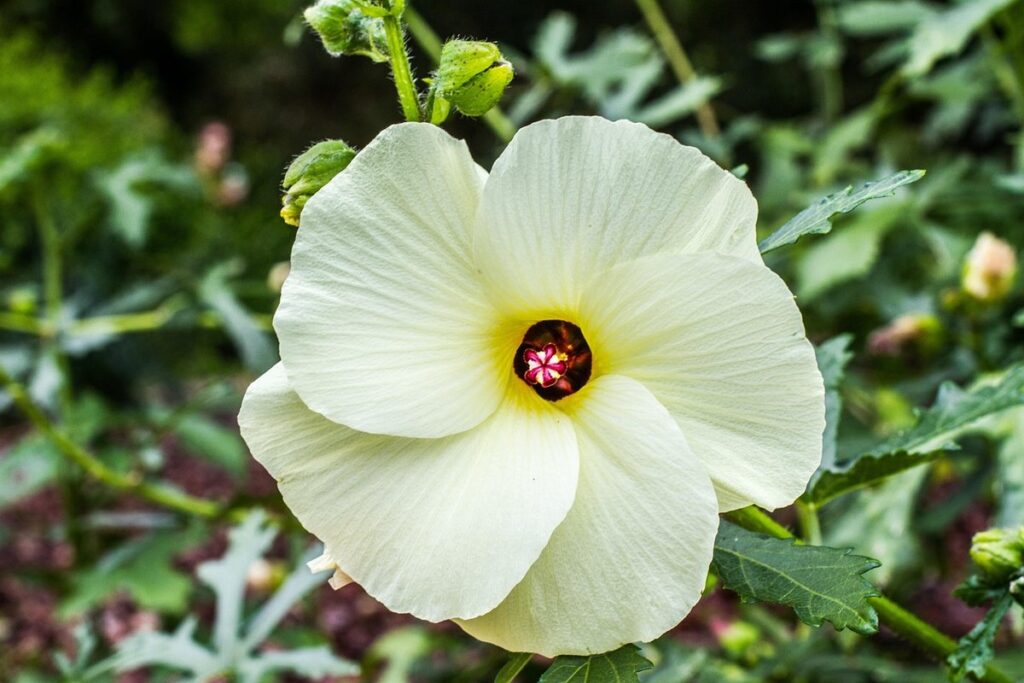 edible yellow flowers