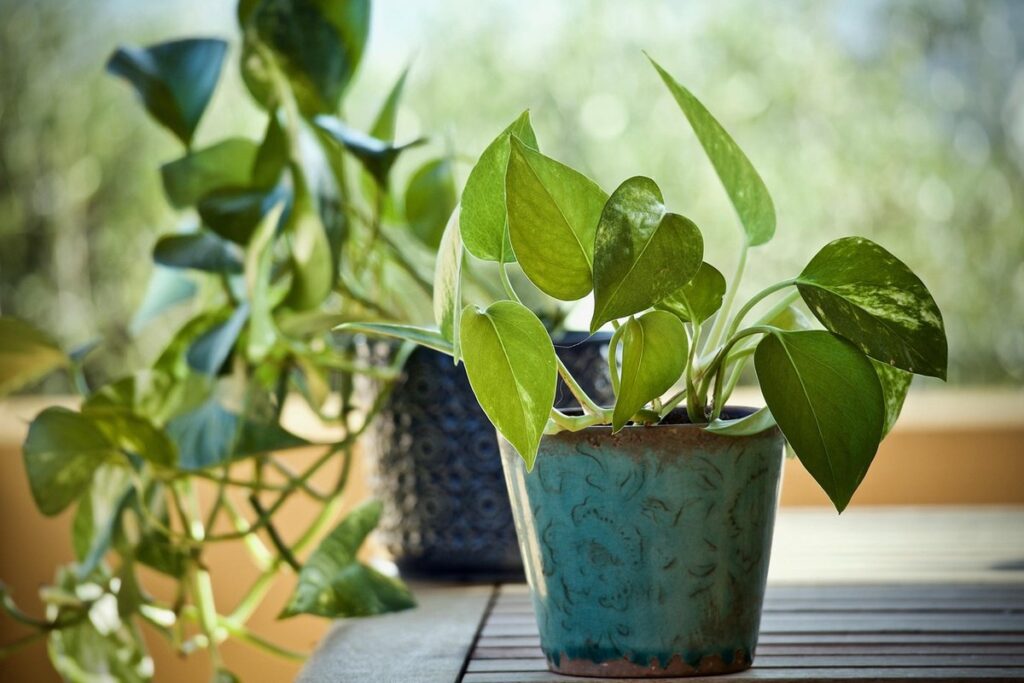 epipremnum amplissimum light requirements