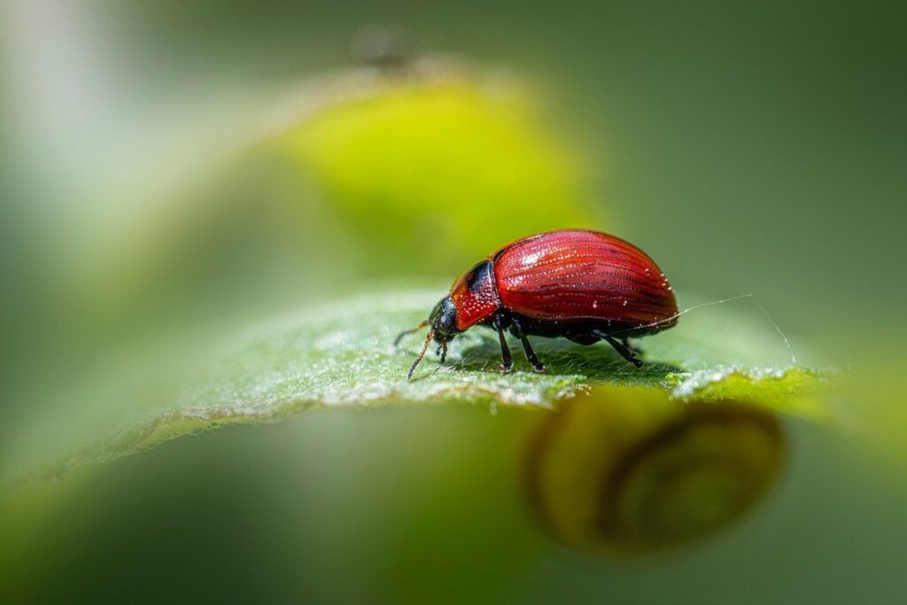 eucalyptus oil as a garden pest repellent