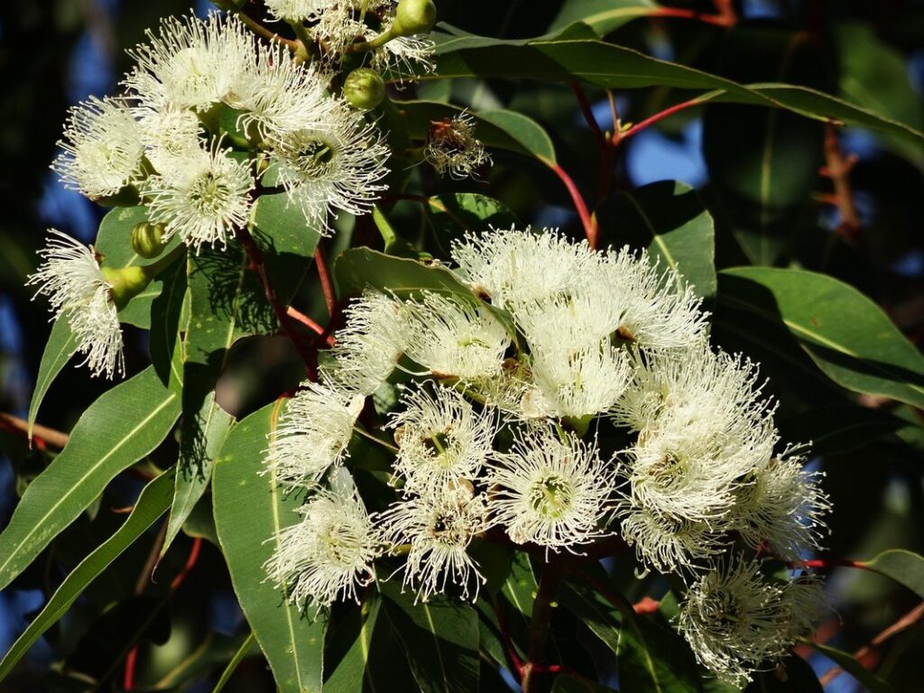 honey eucalyptus plant