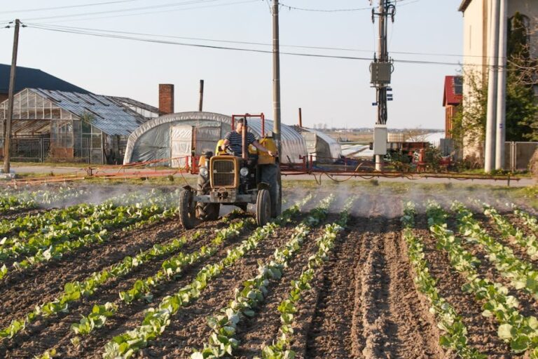 best fertilizer for cabbage plants