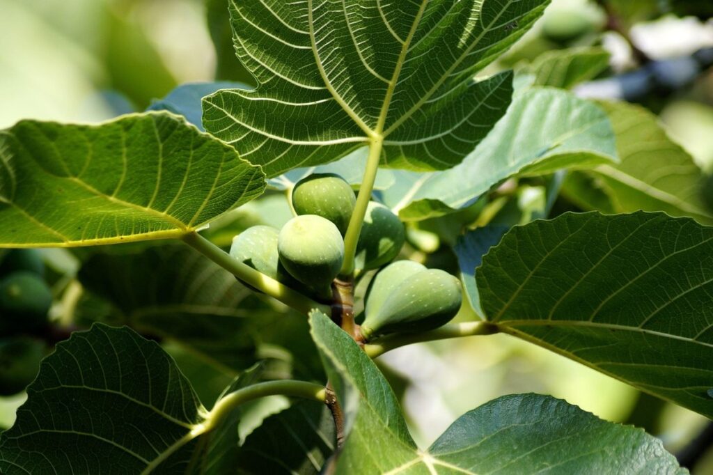 fiddle leaf fig troubleshooting