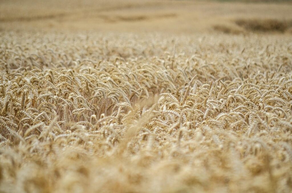 how to grow corn from seed