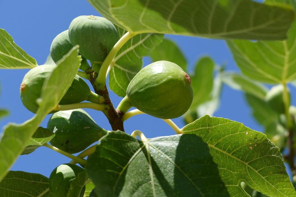 Fig tree pollination