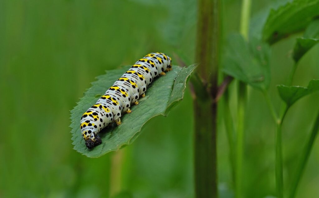 figwort for pollinators