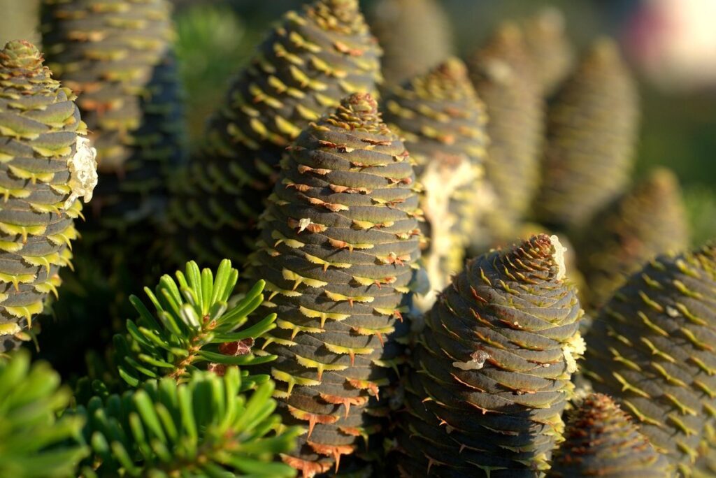 fir tree