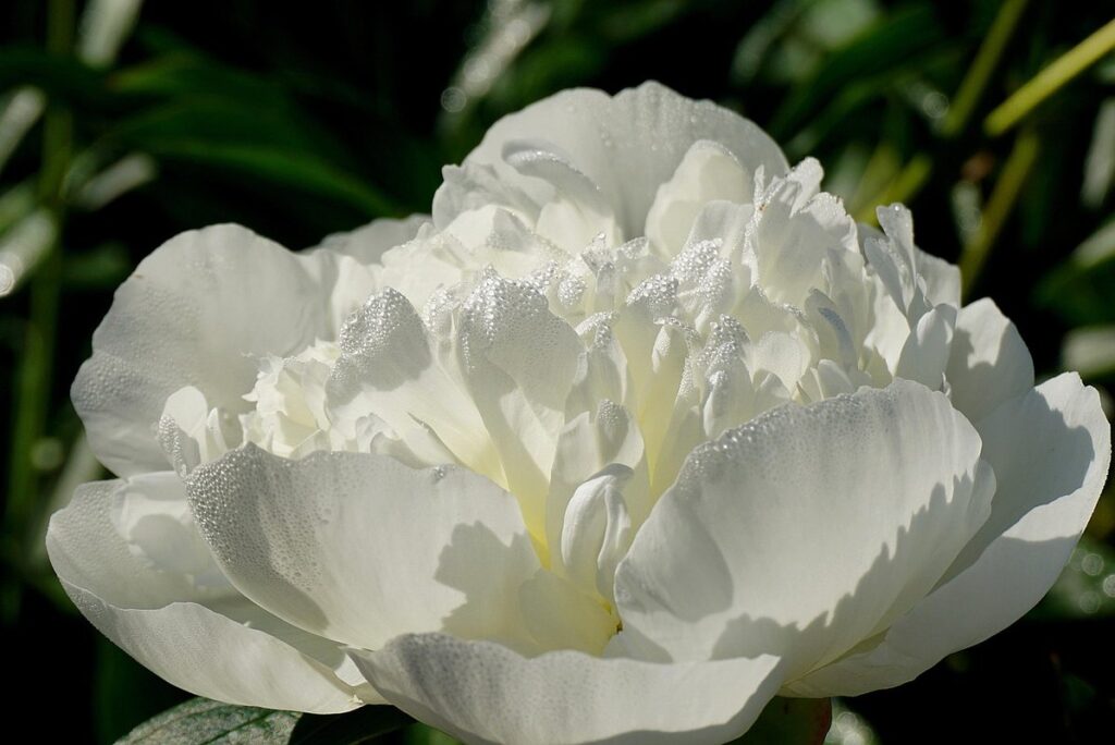 flower gardening for seasonal blooms
