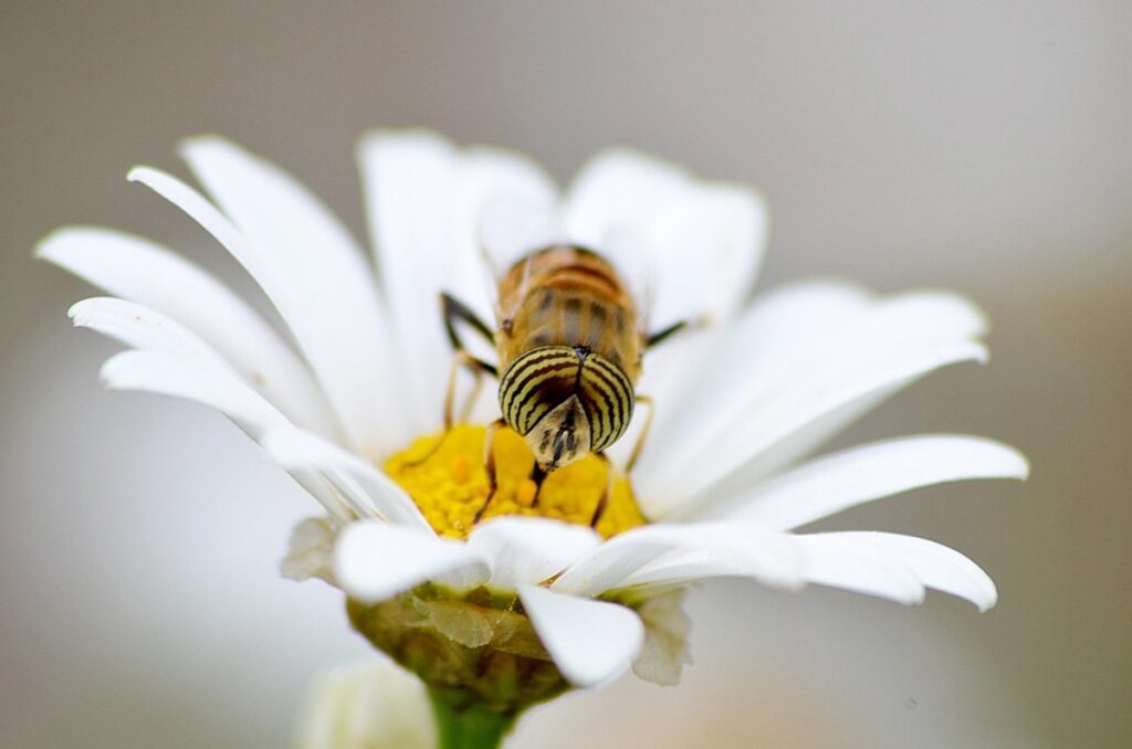 flower gardening for plant-pollinator balance