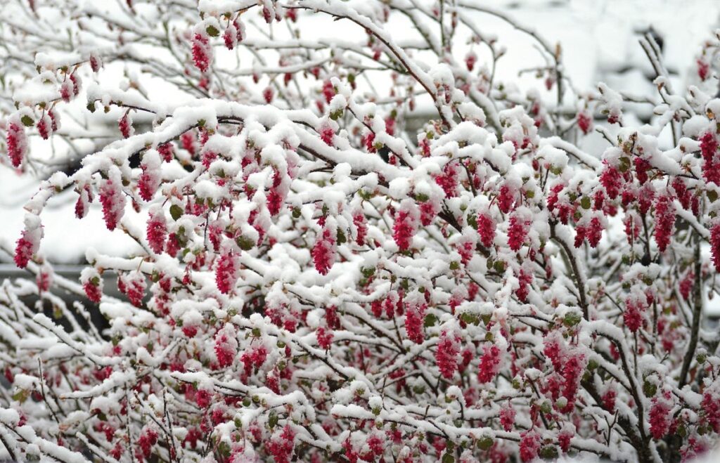 native red flowering currant