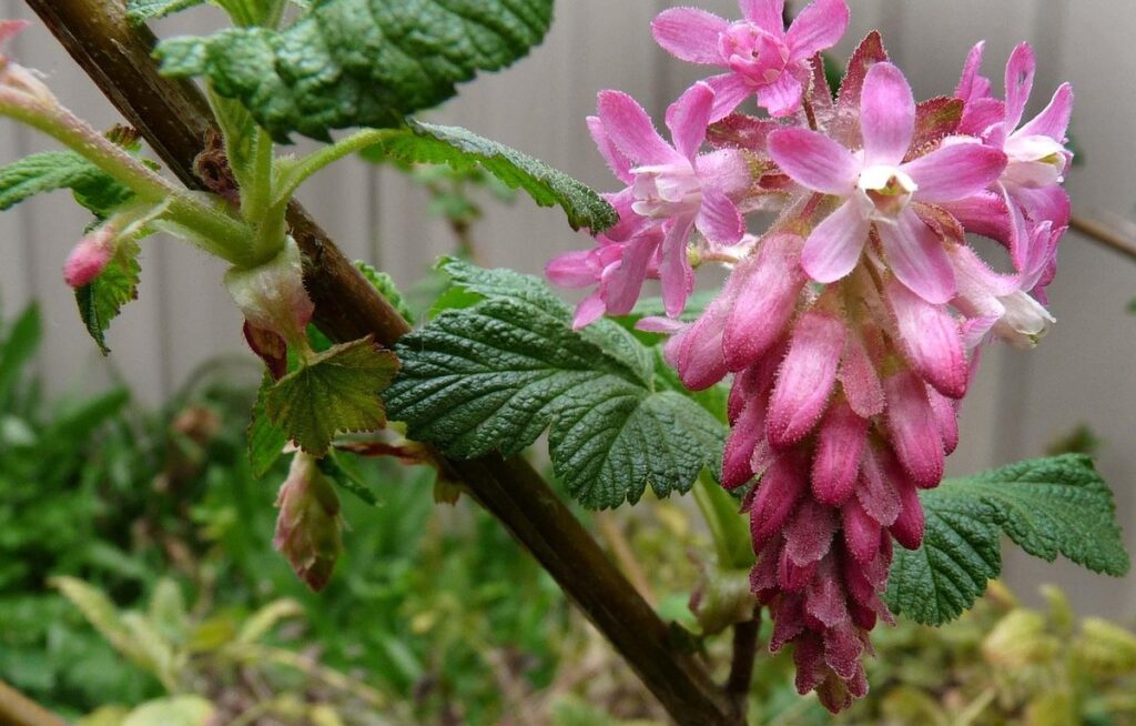 flowering currant bush