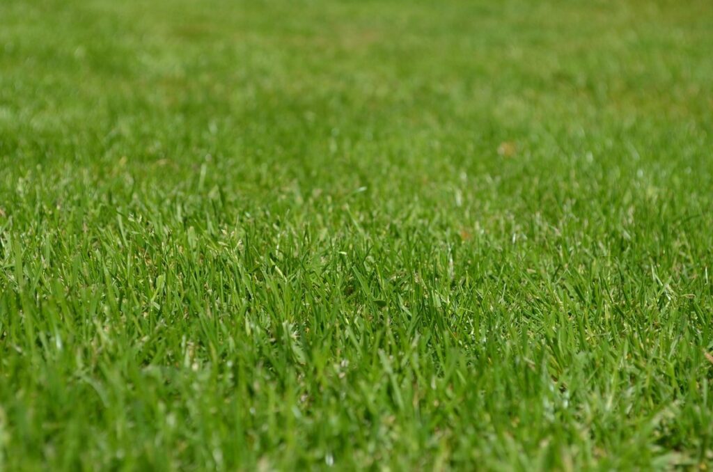 flowering lawn for bees