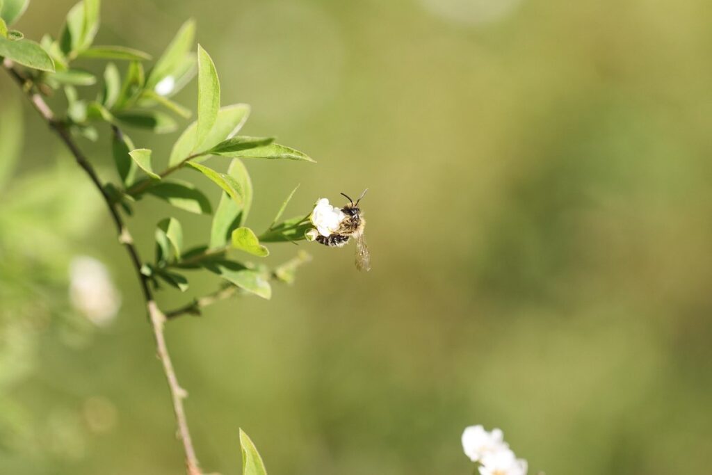 forager bee role and behavior
