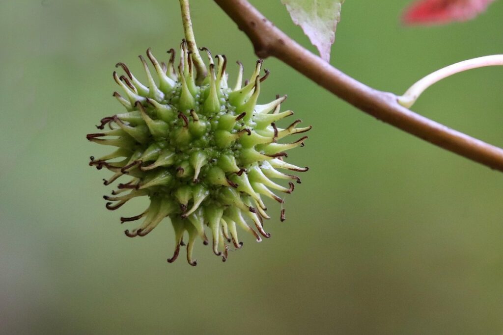 pruning fruit trees for pollinator access