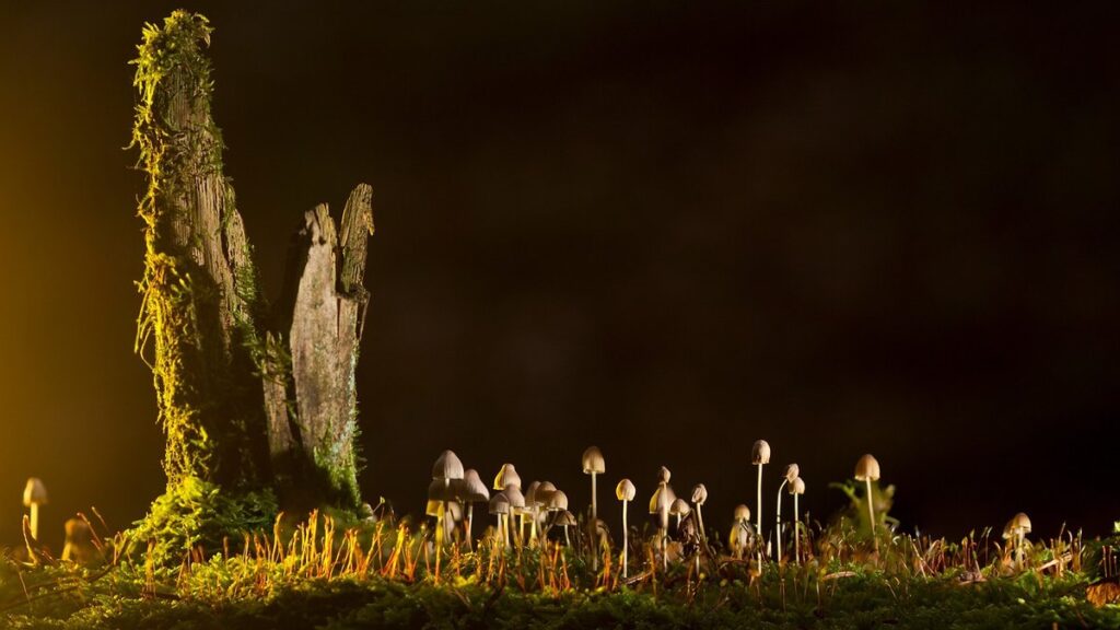 Fungal plant treatment