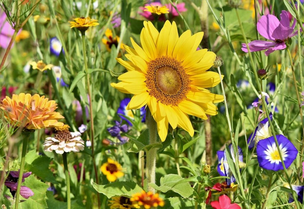 creating a garden bed from grass