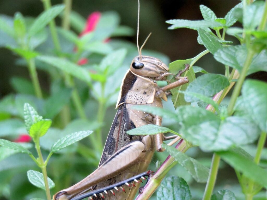 garden bugs eating leaves