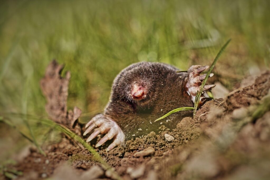 do garden snakes eat moles