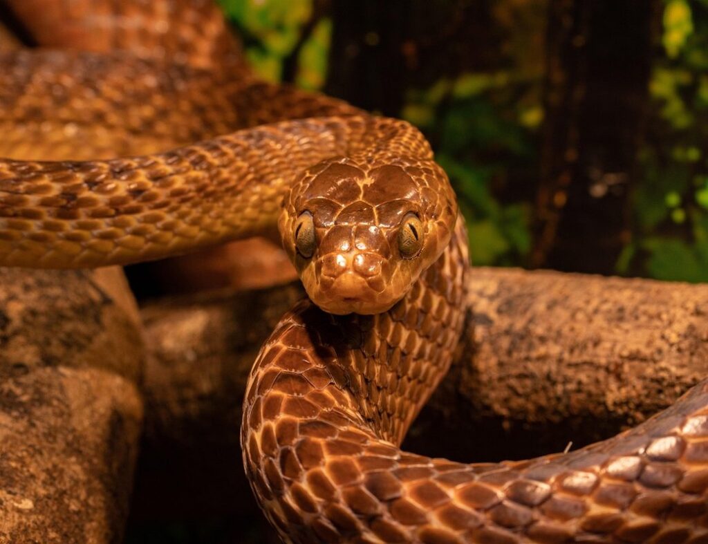benefits of garden snakes