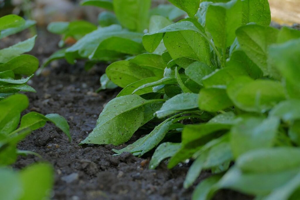 garden soil preparation
