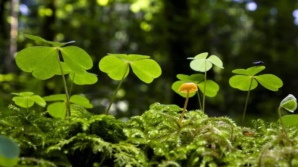 french sorrel