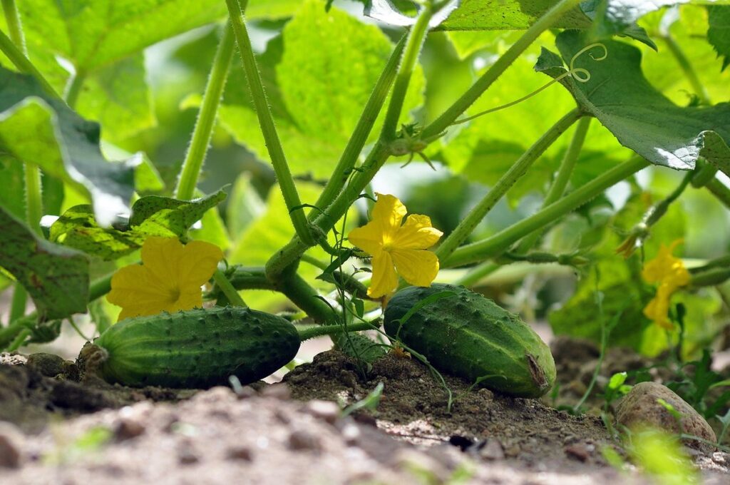 cool as a cucumber in gardening