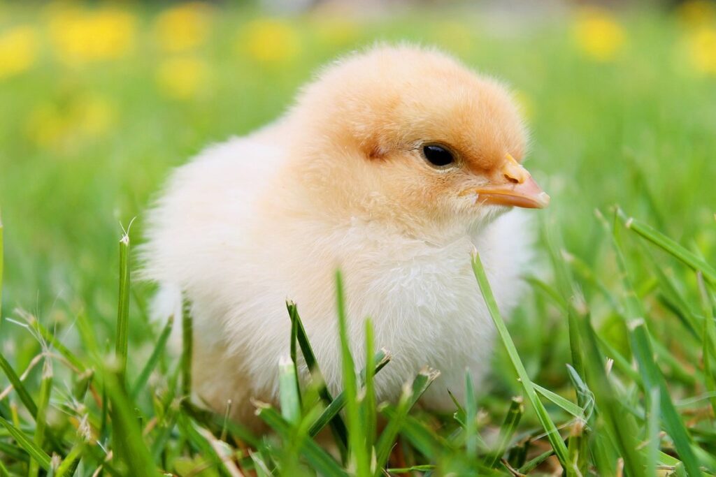 gardening with chickens