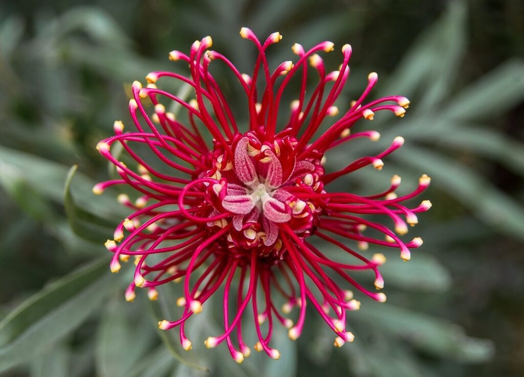 gardening with native plants