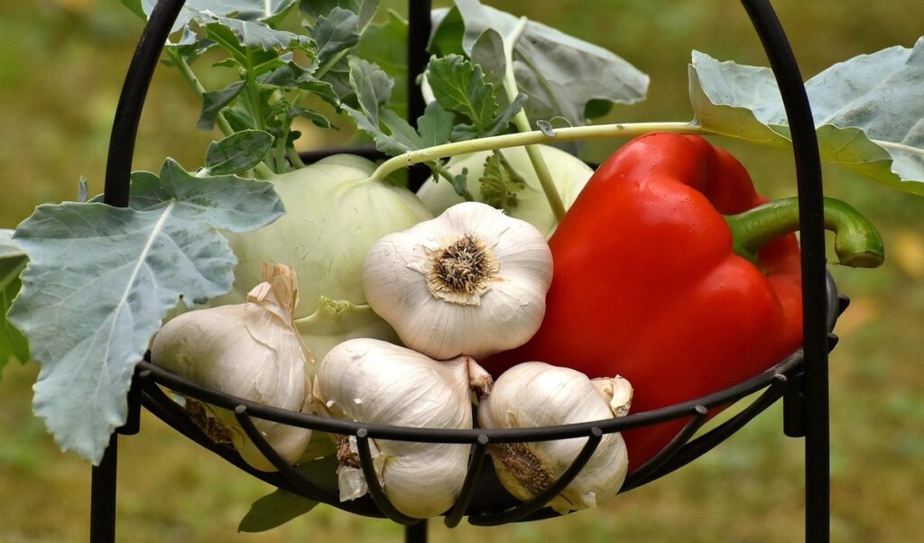 how to plant garlic in the fall