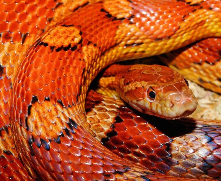 do garter snakes eat rats