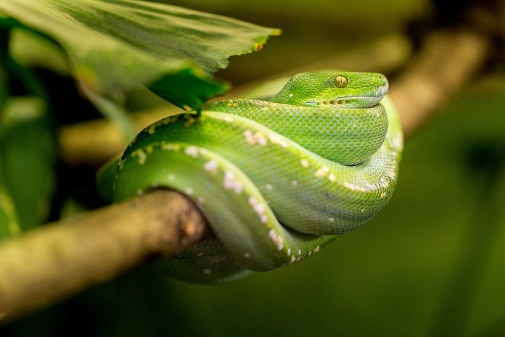 garter snake habitat