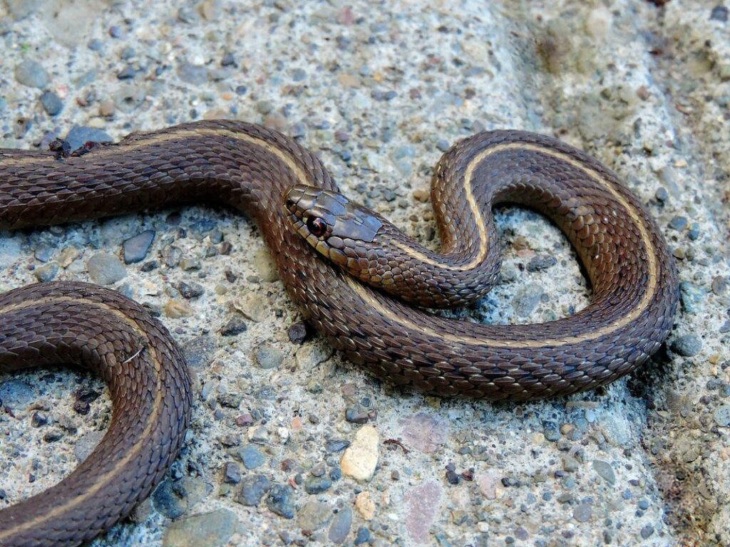 how to keep garter snakes away
