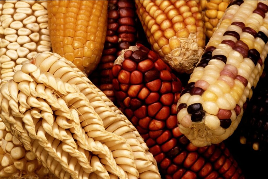 genetically modified plants in gardening
