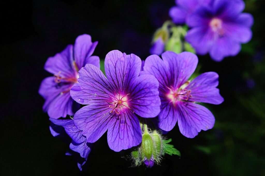 geranium care