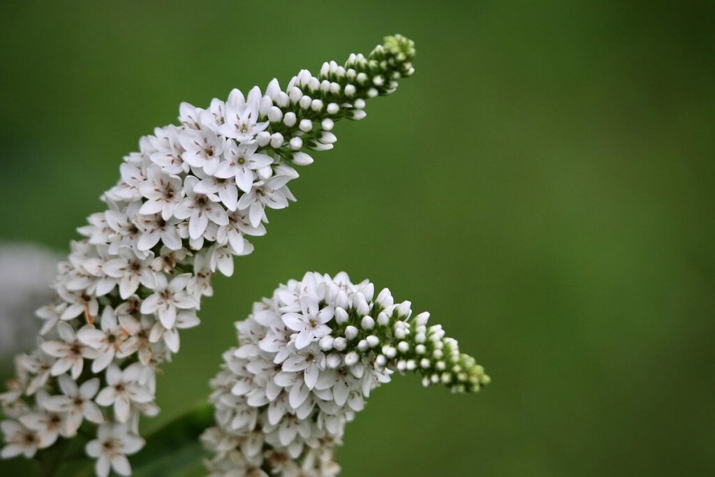 gooseneck loosestrife care