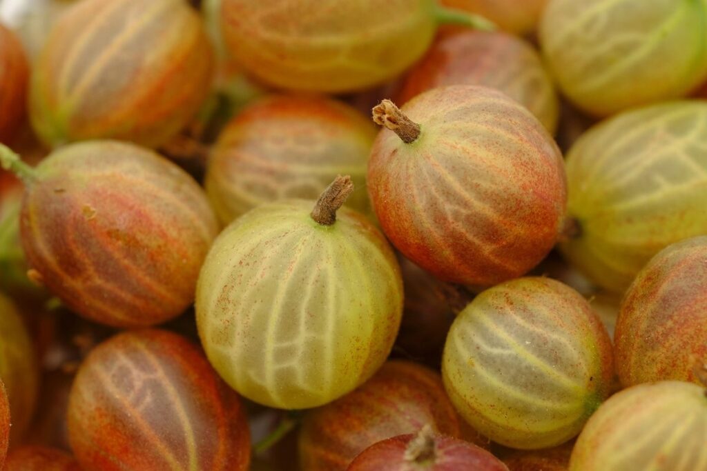 goumi berries