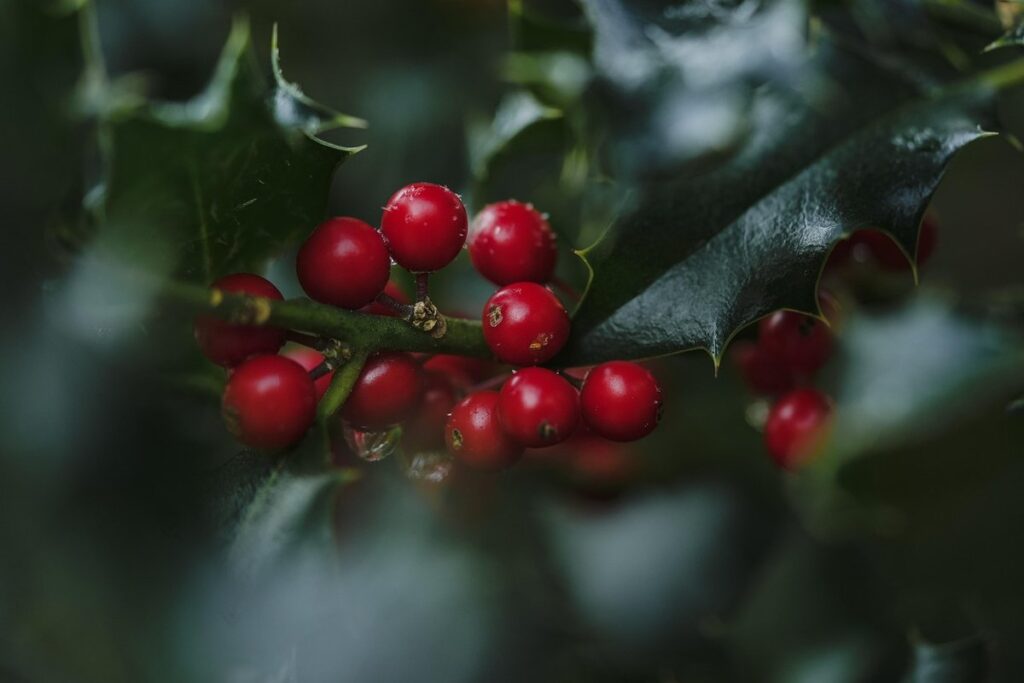 goumi berry plants