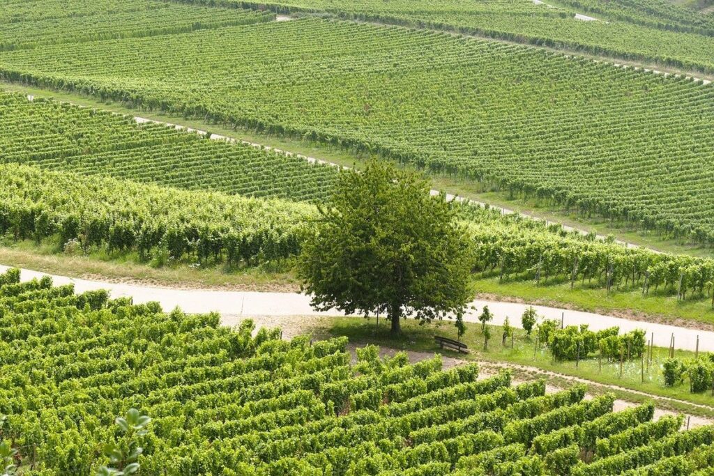 pruning grape vines diagram