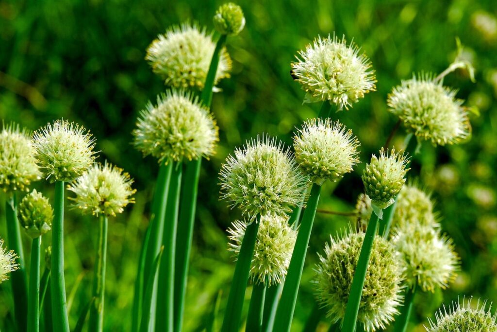 green onions perennial