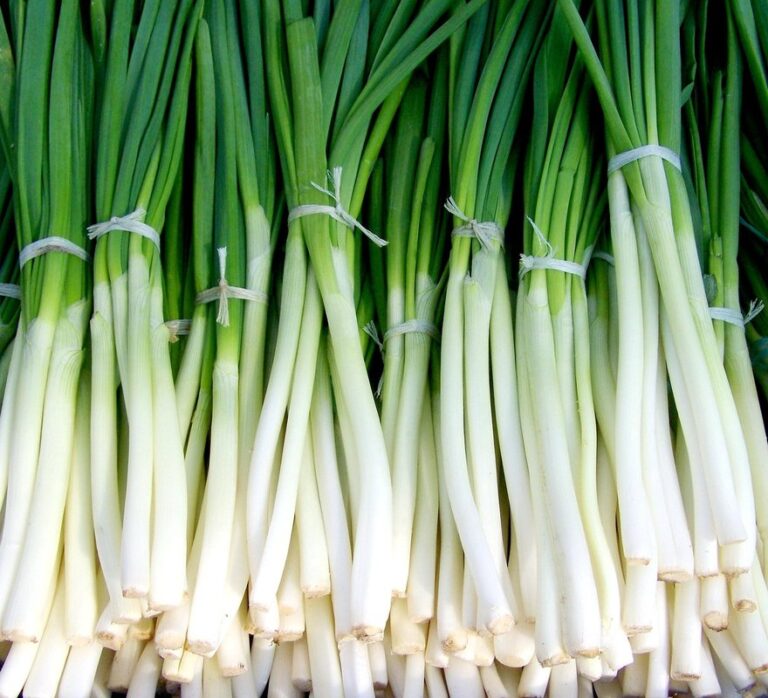 do green onions come back every year